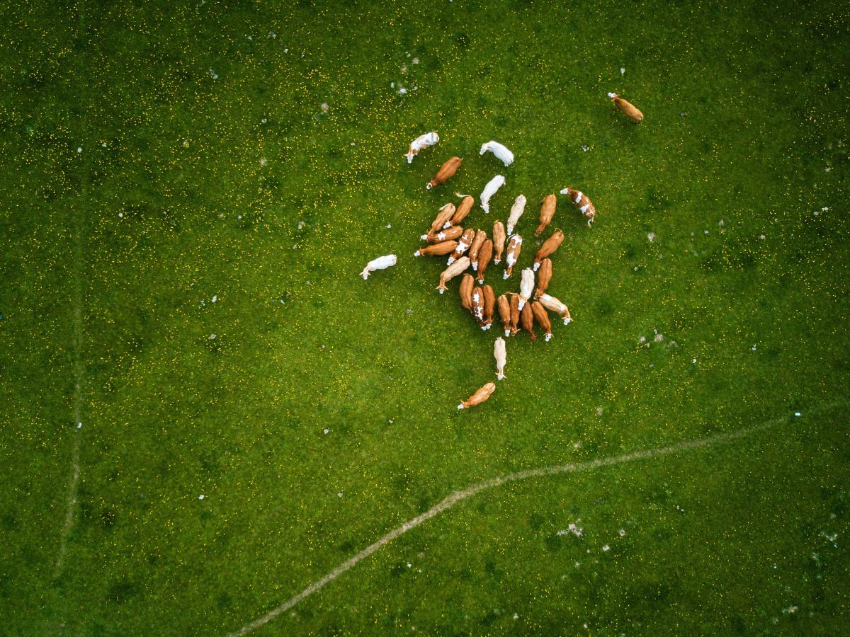 AGRICULTURA Y GANADERÍA